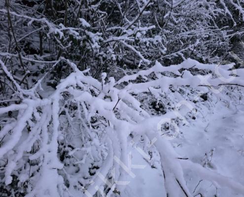 76 - 20260111_075546