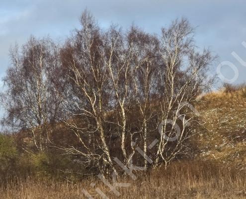 97 - 20260114_112621(0)