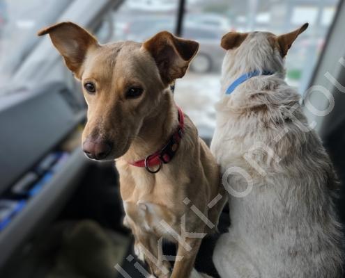 20260209_091114 - Kopie