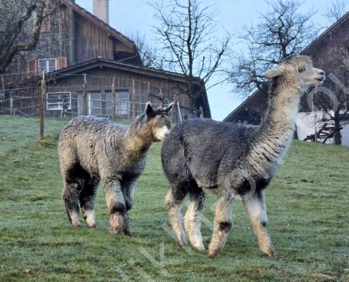 20260315_071904(1)(1)