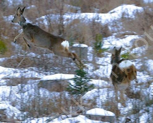 D32P1185 - Kopie - Kopie