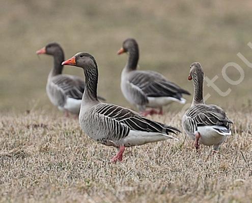 DO3I2548 - Kopie - Kopie